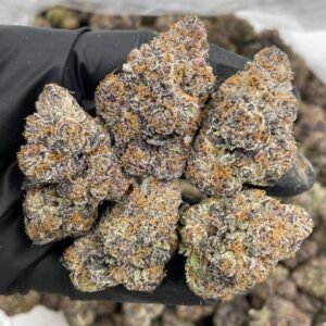 Watermelon Lemonade indoors strain