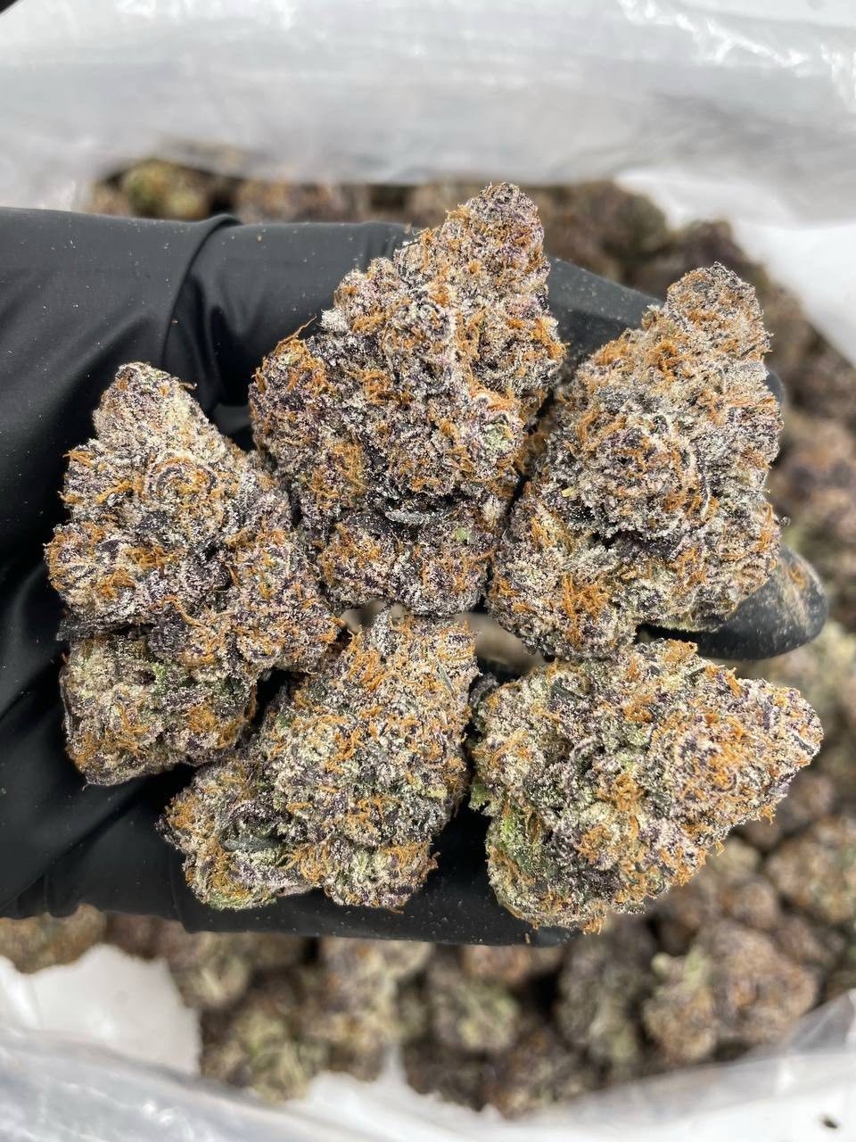 Watermelon Lemonade indoors strain