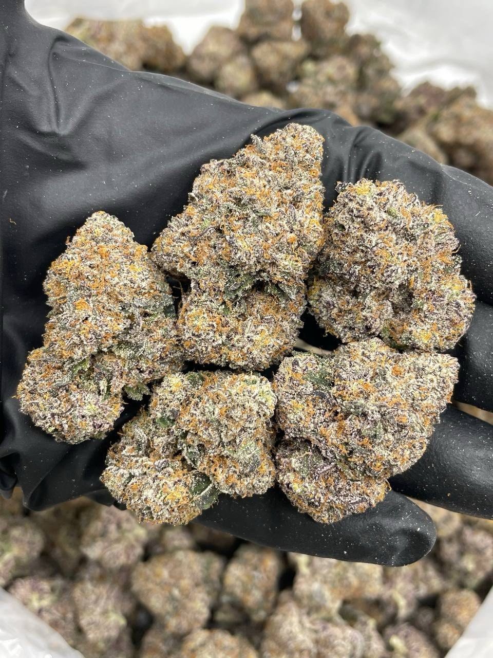 Runtz mintz indoors strain